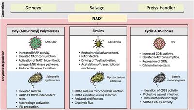 NAD+ Degrading Enzymes, Evidence for Roles During Infection